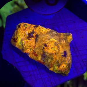 Acanthastrea echinata Raibiow Orange WYSIWYG #98