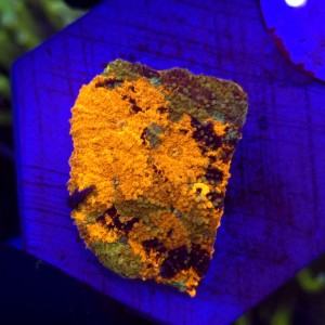 Acanthastrea echinata Raibiow Orange WYSIWYG #21