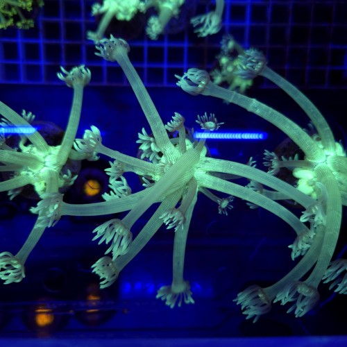 Goniopora Arctic Green – koralowiec LPS (frag)