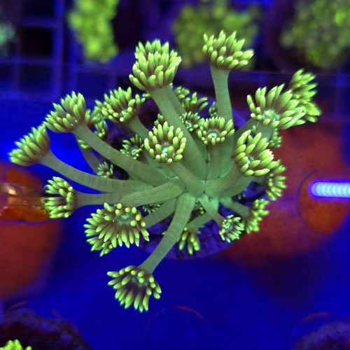 Goniopora Green Neon – koralowiec LPS (frag) 