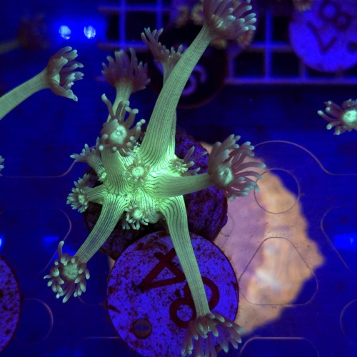 Goniopora Solar Blossom – koralowiec LPS (frag)  