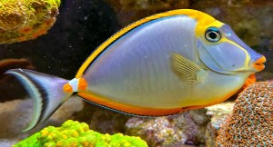 Naso elegans (XL) – pokolec elegancki 17-19 cm | ryba morska 