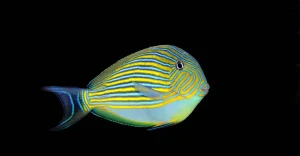 Acanthurus lineatus (S) – pokolec strojny ok. 5-7 cm | ryba morska