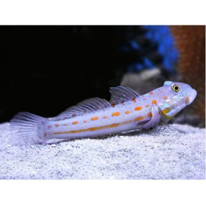 Valenciennea puellaris (S) – babka piaskowa 5-6 cm | ryba morska