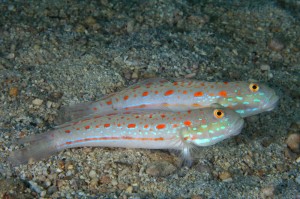 Valenciennea puellaris – dobrana para (S) 5–6 cm | babka piaskowa