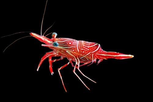 Rhynchocinetes durbanensis (S) – krewetka tańcząca | bezkręgowiec morski