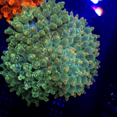 Entacmaea quadricolor Green Blizzard – ukwiał bąbelkowy | akwarium morskie