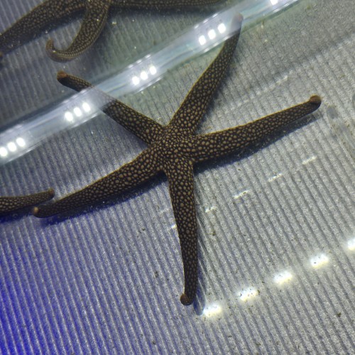 Linckia sp. Green – rozgwiazda zielona | akwarium morskie