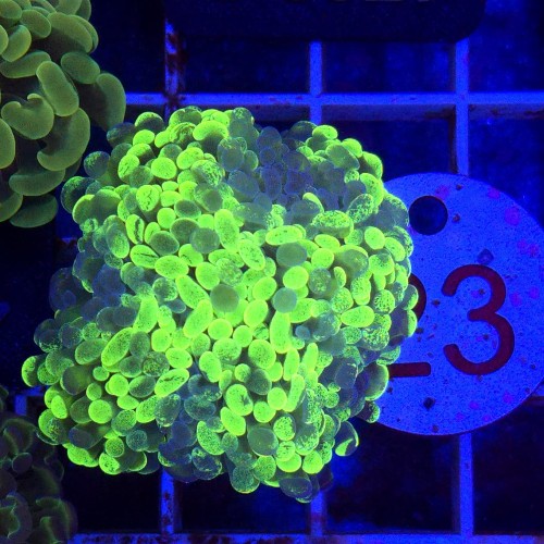 Euphyllia Paraancora Grafted (2 głowy) WYSIWYG #23