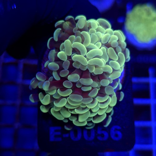 Euphyllia Paraancora Gold (2 głowy) WYSIWYG #E0056