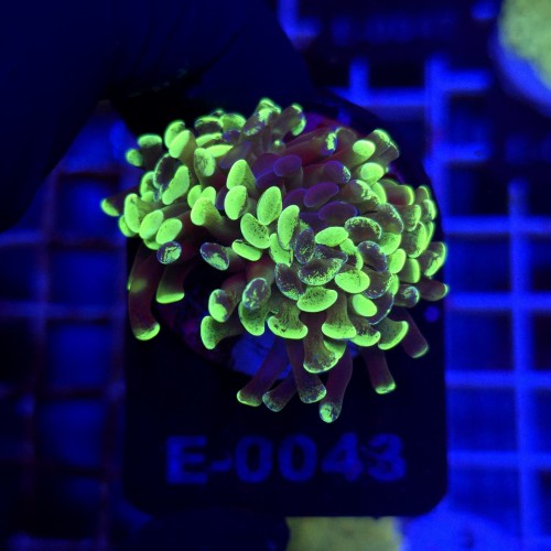 Euphyllia Paraancora Grafted (2 głowy) WYSIWYG #E0043