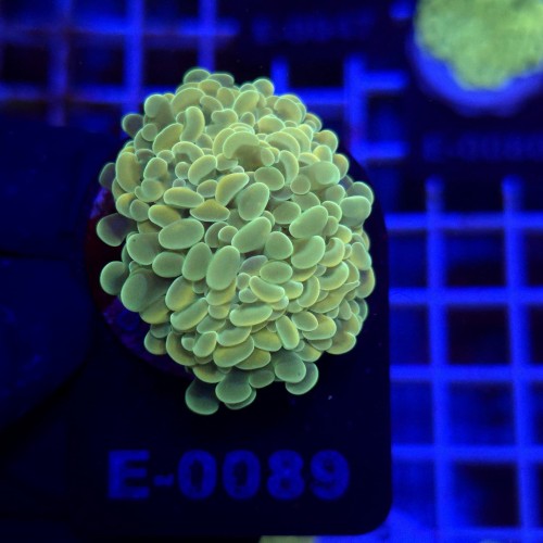Euphyllia Paraancora Gold (2 głowy) WYSIWYG #E0089