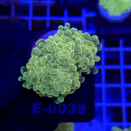 Euphyllia Paraancora Gold (2 głowy) WYSIWYG #E0039