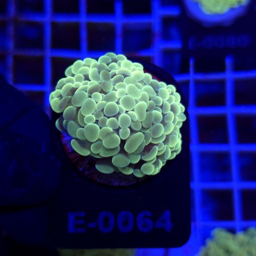 Euphyllia Paraancora Gold (2 głowy) WYSIWYG #E0064