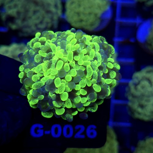 WhatsApp Image 2026-01-26 at 13.04.18 (4).jpeg