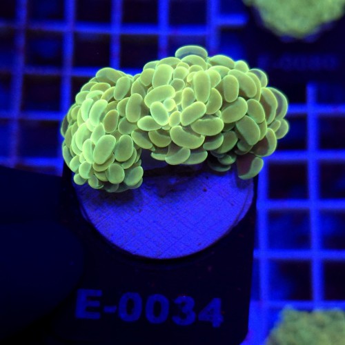 WhatsApp Image 2026-01-26 at 15.04.25.jpeg