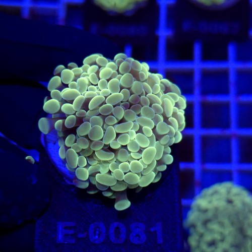 WhatsApp Image 2026-01-26 at 15.04.26 (4).jpeg