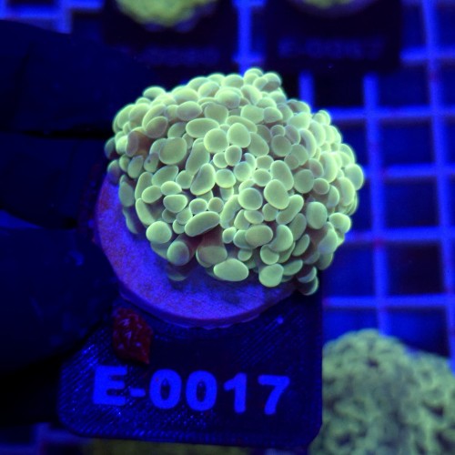 WhatsApp Image 2026-01-26 at 15.04.26 (5).jpeg