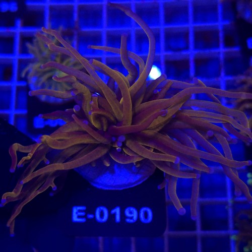 Euphyllia Glabrescens 24k WYSIWYG #E0190
