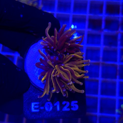 Euphyllia Glabrescens 24k WYSIWYG #E0125