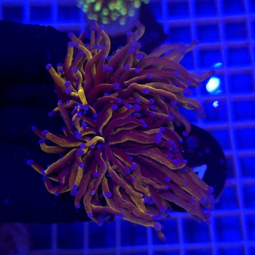 Euphyllia glabrescens 24k (2 głowy) WYSIWYG – koral LPS Torch Coral