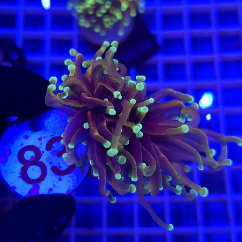 Euphyllia Glabrescens Indo Gold WYSIWYG #83