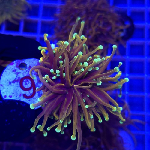 Euphyllia glabrescens Indo Gold (2 głowy) WYSIWYG – koral LPS Torch Coral