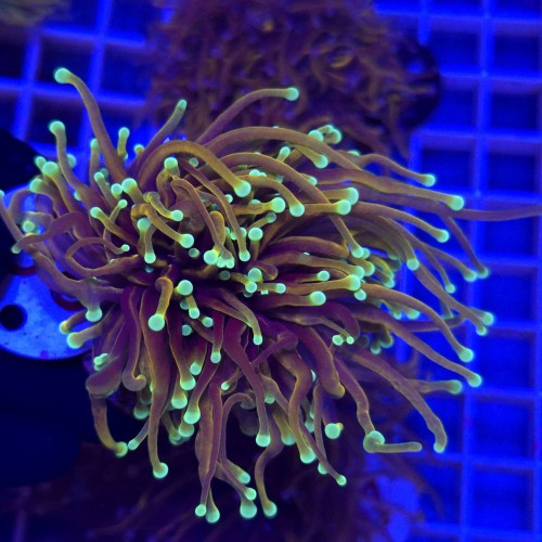 Euphyllia Glabrescens Indo Gold (2 głowy) WYSIWYG #30