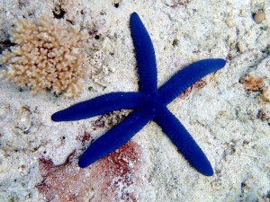 Linckia laevigata Blue – Niebieska Rozgwiazda Rafowa do Akwarium Morskiego