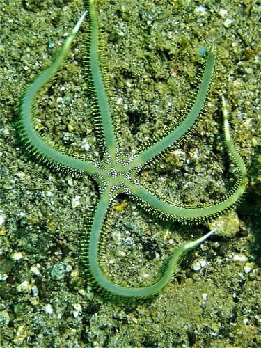 Ophiarachna incrassata – Wężowidło Zielone (Green Brittle Star) do Akwarium Morskiego