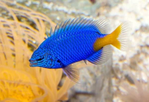 Chrysiptera parasema – Pomarańczowo-żółta Damsel / Yellowtail Damselfish do Akwarium Morskiego