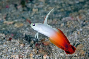 Nemateleotris magnifica – Firefish / Ognik Purpurowy do Akwarium Morskiego