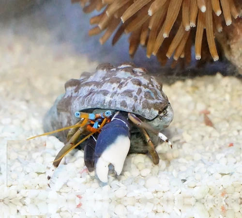 Calcinus laevimanus White Leg – Krab Pustelnik Białonogi do Akwarium Morskiego