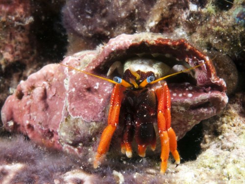 Calcinus gaimardii Red Leg – Czerwono-nogi Krab Pustelnik do Akwarium Morskiego