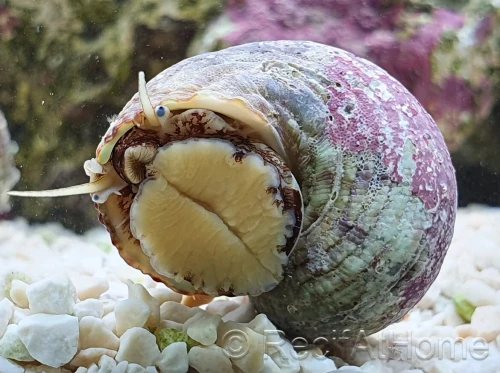 Turbo brunneus – Ślimak Turbo do Akwarium Morskiego (Glonożerny Reef Cleaner)