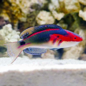 Cirrhilabrus cf. exquisitus (m) – Exquisite Fairy Wrasse Samiec do Akwarium Morskiego