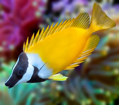 Siganus vulpinus – Foxface Lo / Rabbitfish do Akwarium Morskiego (Glonożerna Ryba Reef)