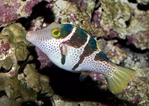 3-Canthigaster-valentini-©-Giuseppe-Mazza.webp