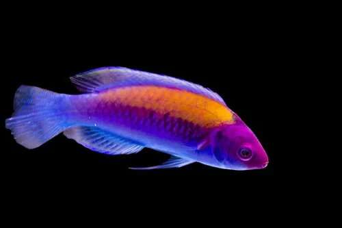 Cirrhilabrus aurantidorsalis (m) – Orangeback Fairy Wrasse Samiec do Akwarium Morskiego