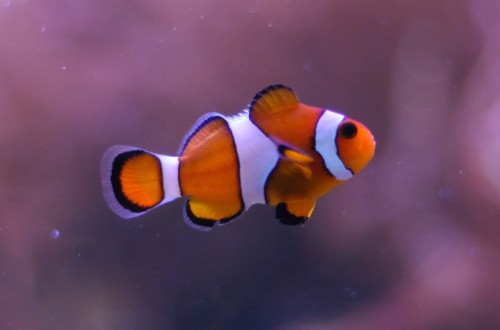 Amphiprion ocellaris – Błazenek Ocellaris do Akwarium Morskiego (Clownfish)