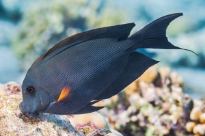 Ctenochaetus striatus (M) – Kole Tang / Striped Bristletooth Tang do Akwarium Morskiego