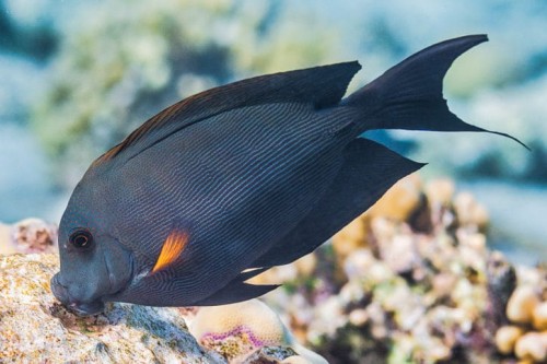 Ctenochaetus striatus (M) – Kole Tang / Striped Bristletooth Tang do Akwarium Morskiego