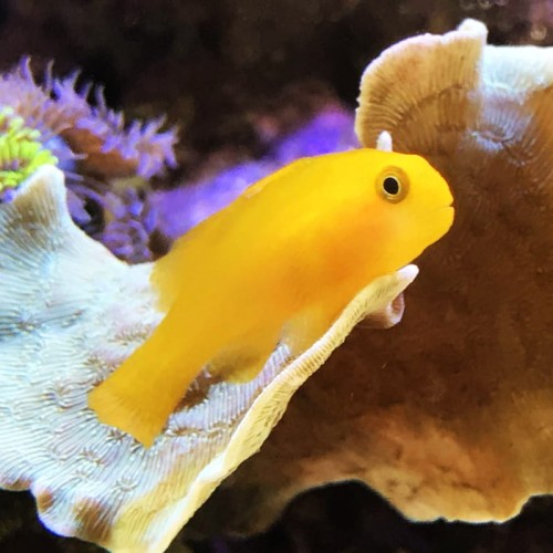 gobiodon-okinawae.jpg