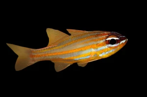 Apogon cyanosoma – Yellowstripe Cardinalfish do Akwarium Morskiego