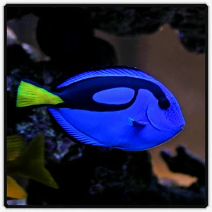 Paracanthurus hepatus – Blue Tang (rozmiar S) / Regal Tang do Akwarium Morskiego