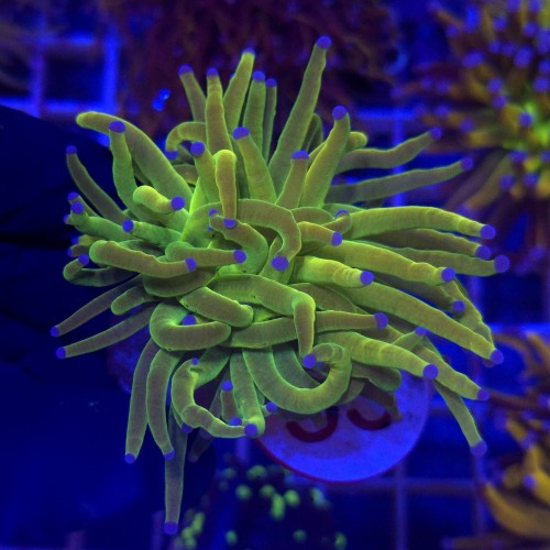 Euphyllia Glabrescens Holy Grail WYSIWYG #55