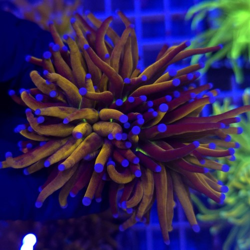 Euphyllia Glabrescens Gold Joker 24K (2 głowy) WYSIWYG #92