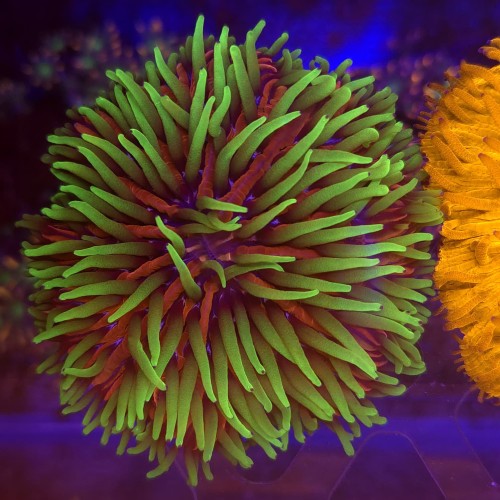 Cycloseris Fire Rainbow Long Tentacle Fungia 