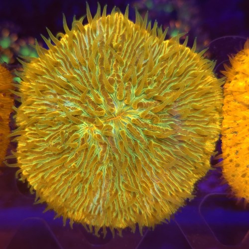 Fungia Rainbow Orange WYSIWYG #2