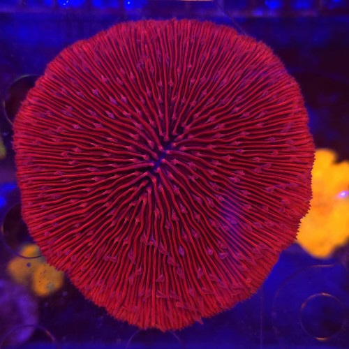 Fungia Red WYSIWYG #3